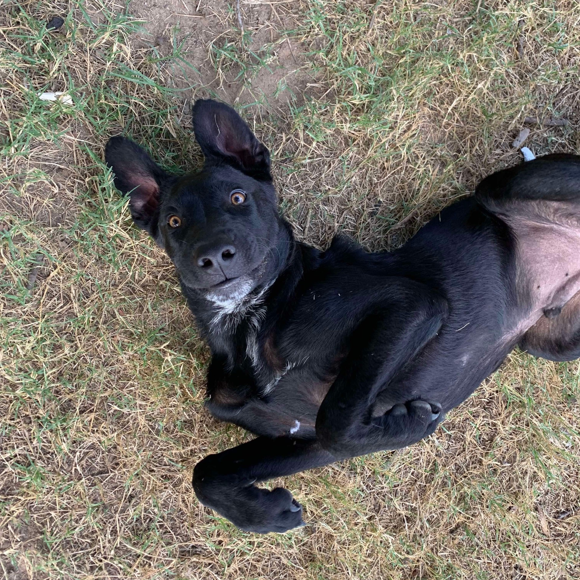 Duke PC, an adoptable Labrador Retriever, Pit Bull Terrier in Goliad, TX, 77963 | Photo Image 4