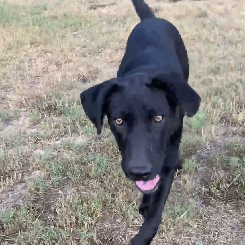 Duke PC, an adoptable Labrador Retriever, Pit Bull Terrier in Goliad, TX, 77963 | Photo Image 3