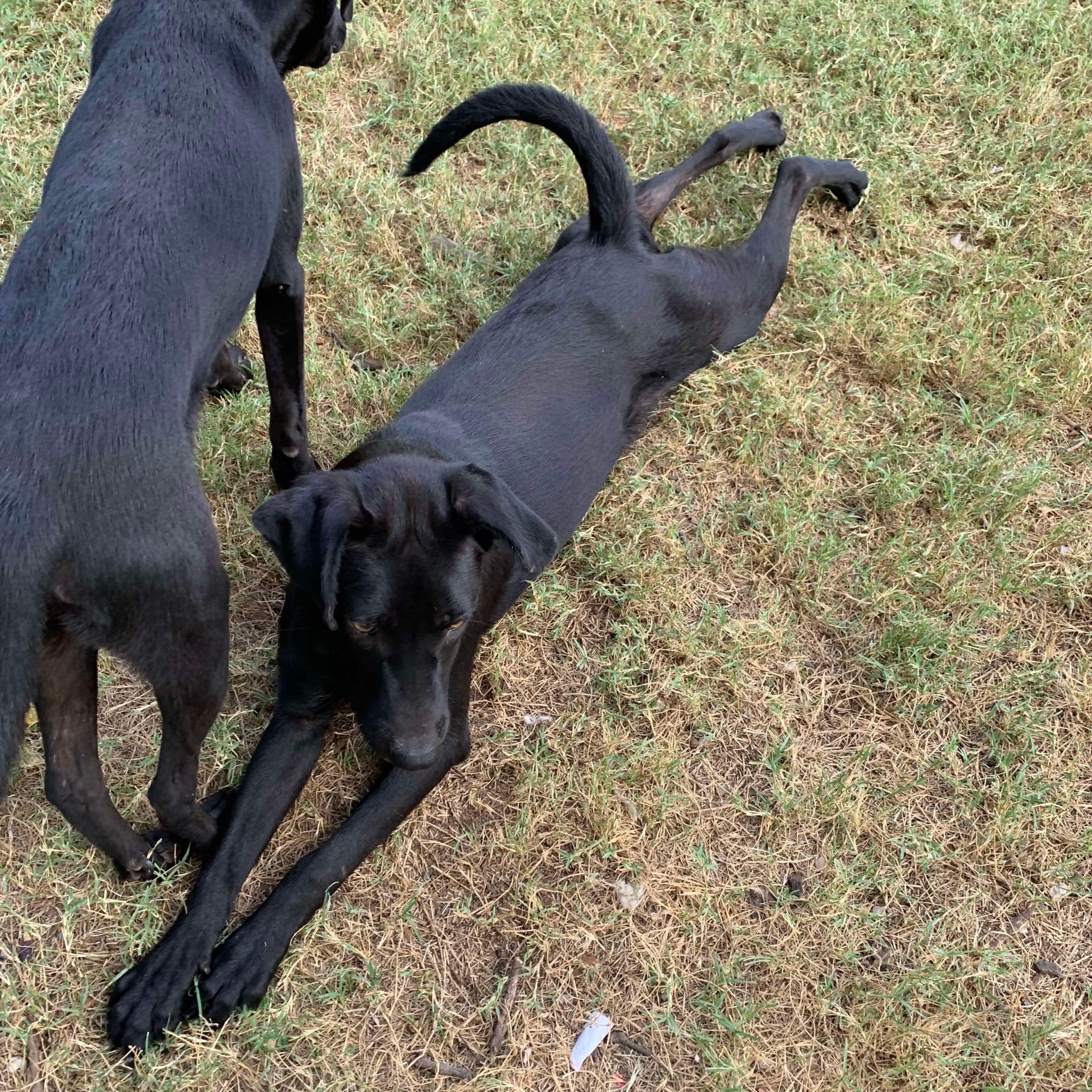 Duke PC, an adoptable Labrador Retriever, Pit Bull Terrier in Goliad, TX, 77963 | Photo Image 2