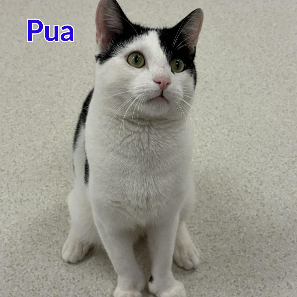Pua, Adoptable, Young Male Domestic Short Hair.