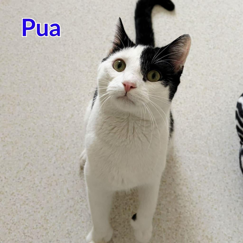 Enlarge Pua, a Adoptable mixed breed in North Saint Paul, MN image 2/5