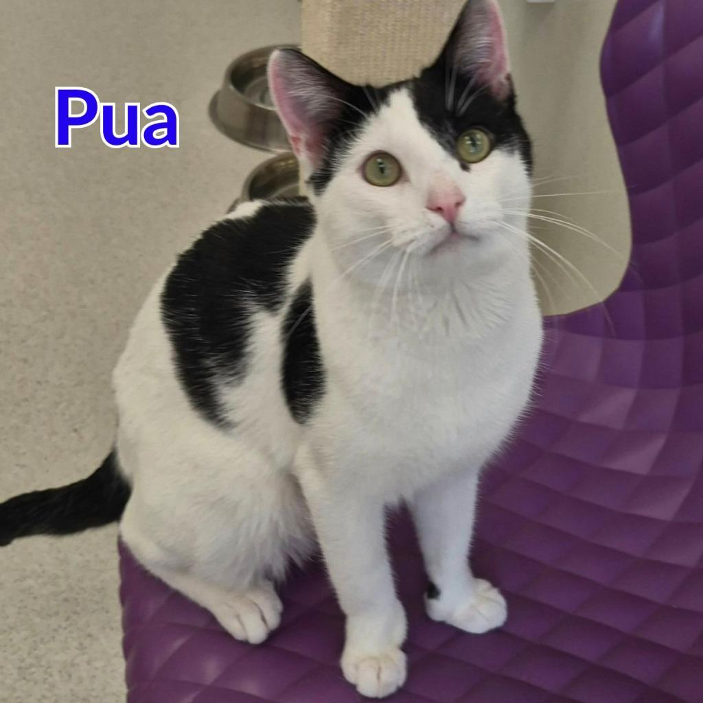Enlarge Pua, a Adoptable mixed breed in North Saint Paul, MN image 3/5