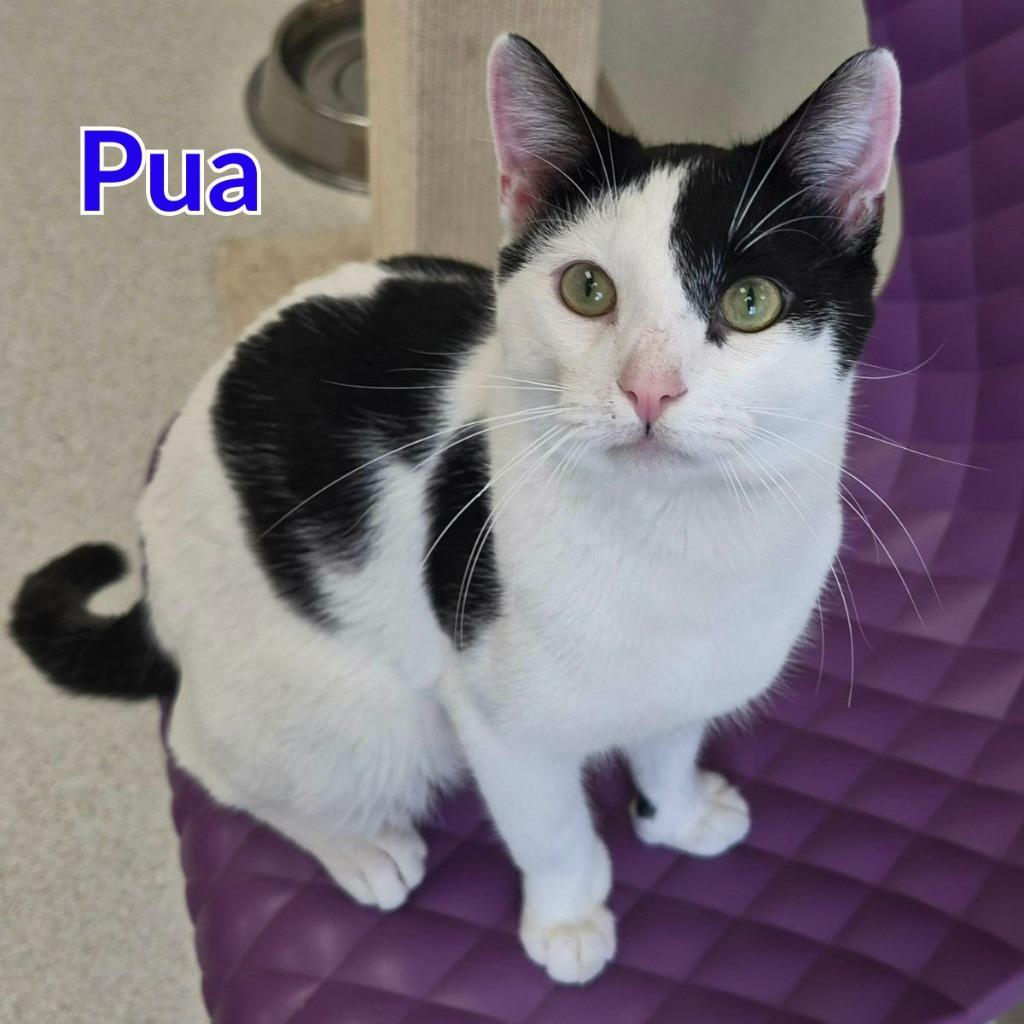 Enlarge Pua, a Adoptable mixed breed in North Saint Paul, MN image 4/5