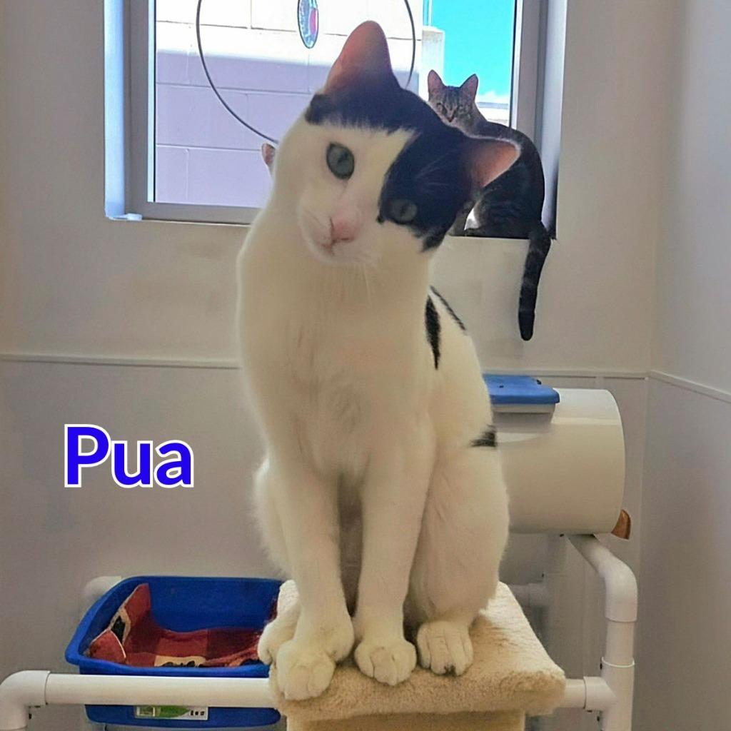 Enlarge Pua, a Adoptable mixed breed in North Saint Paul, MN image 5/5