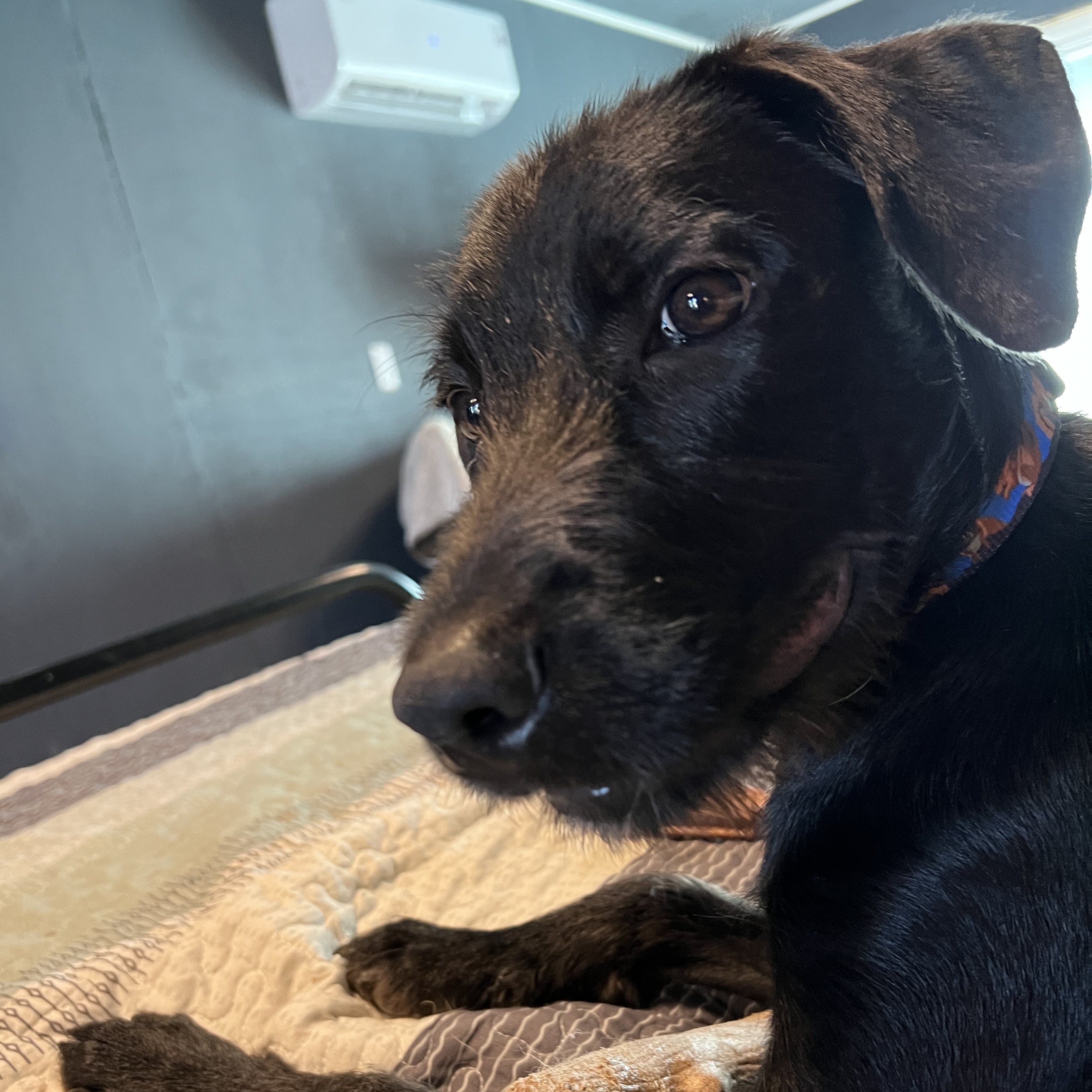 Dog for adoption Alfalfa, a Black Labrador Retriever & Wirehaired