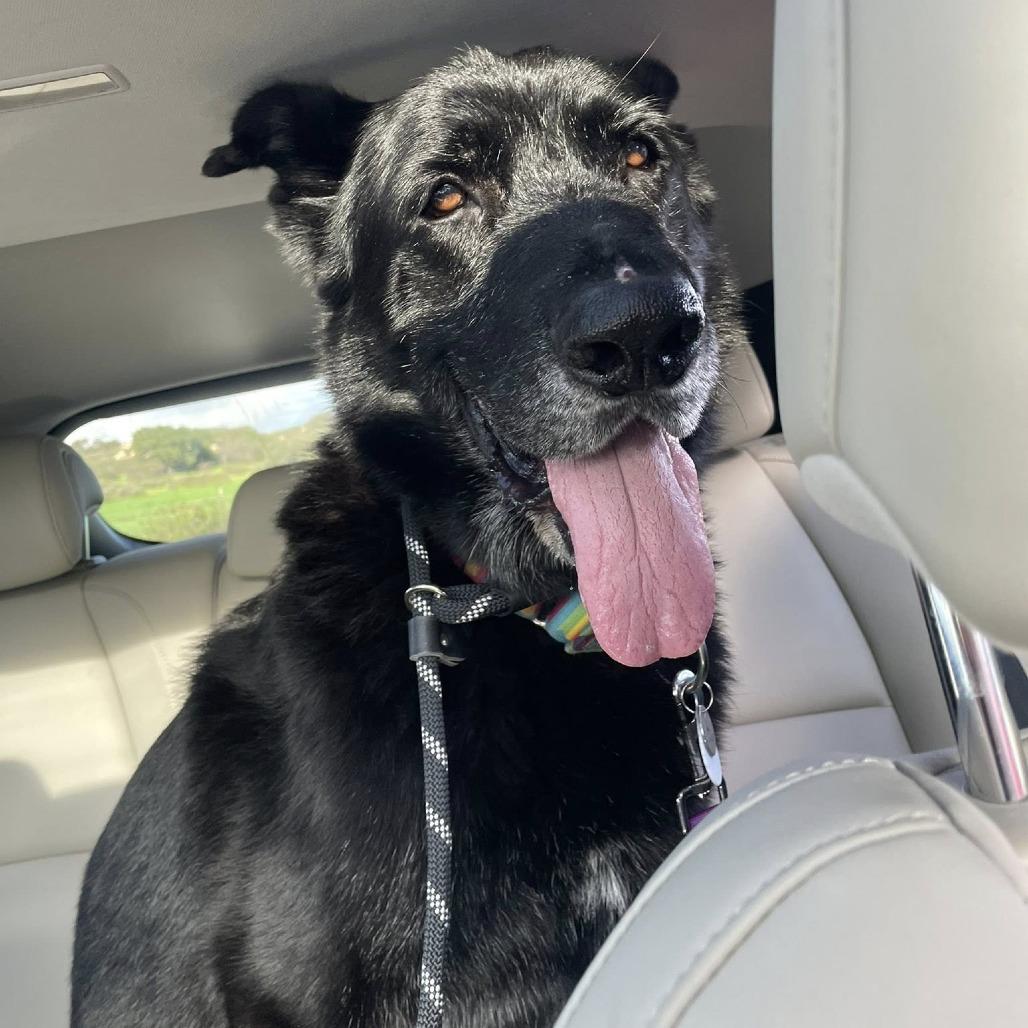 Enlarge Milton Darigold, a Adoptable German Shepherd Dog in Ramona, CA image 2/6