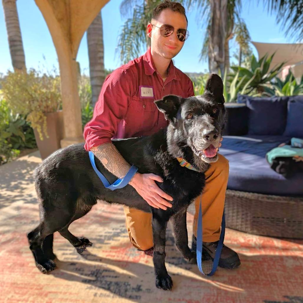 Milton Darigold, Adoptable, Senior Male German Shepherd Dog.