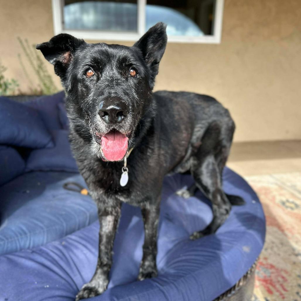 Enlarge Milton Darigold, a Adoptable German Shepherd Dog in Ramona, CA image 3/5