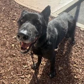 Enlarge Milton Darigold, a Adoptable German Shepherd Dog in Ramona, CA image 4/5