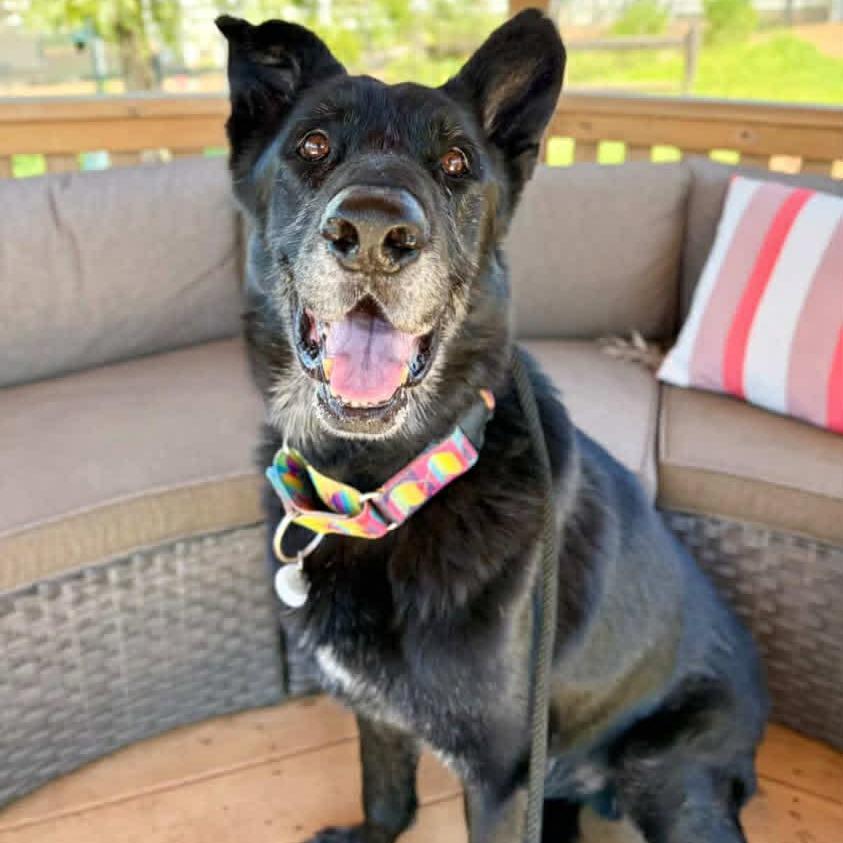 Enlarge Milton Darigold, a Adoptable German Shepherd Dog in Ramona, CA image 2/6