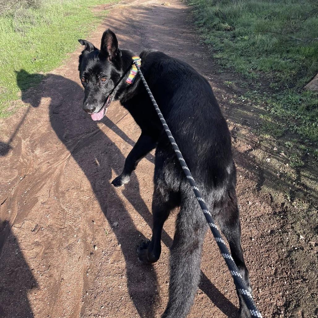 Enlarge Milton Darigold, a Adoptable German Shepherd Dog in Ramona, CA image 4/6
