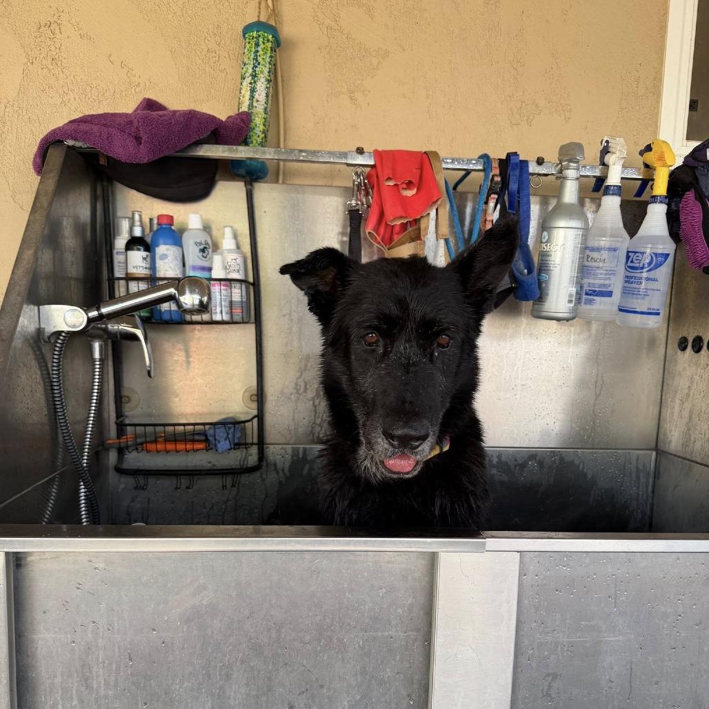 Enlarge Milton Darigold, a Adoptable German Shepherd Dog in Ramona, CA image 5/5