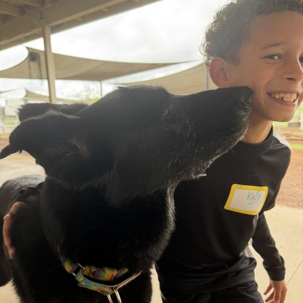 Enlarge Milton Darigold, a Adoptable German Shepherd Dog in Ramona, CA image 6/6