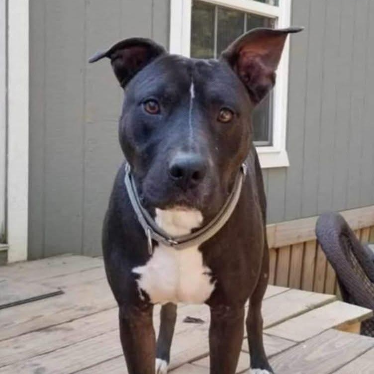 Hugo, a Adoptable mixed breed in Roanoke, AL image 1/6