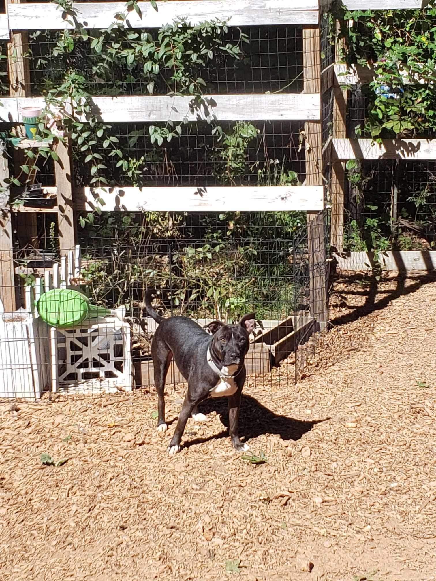Hugo, a Adoptable Pit Bull Terrier in Roanoke, AL image 6/6