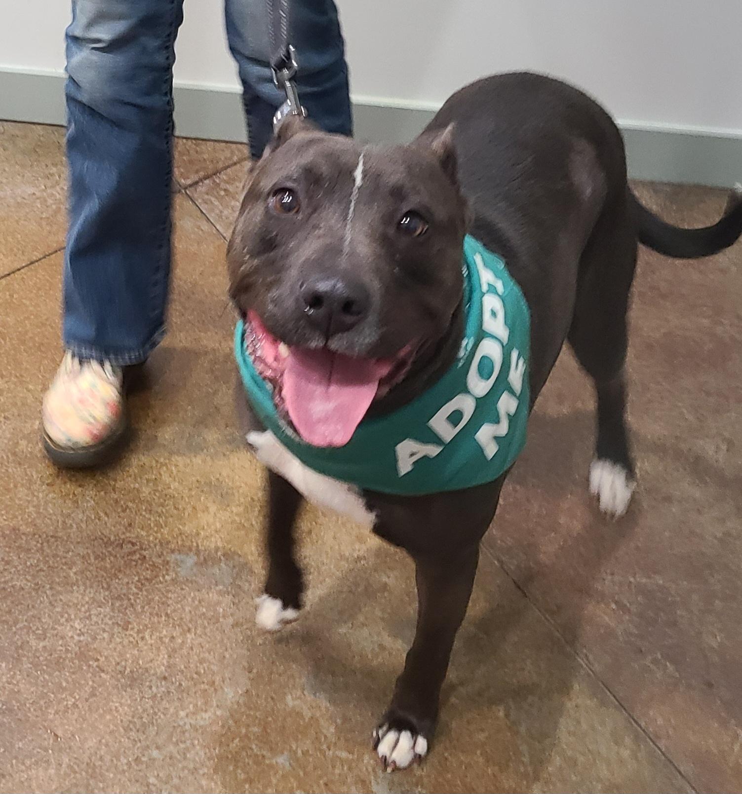 Hugo, Adoptable, Adult Male Pit Bull Terrier.