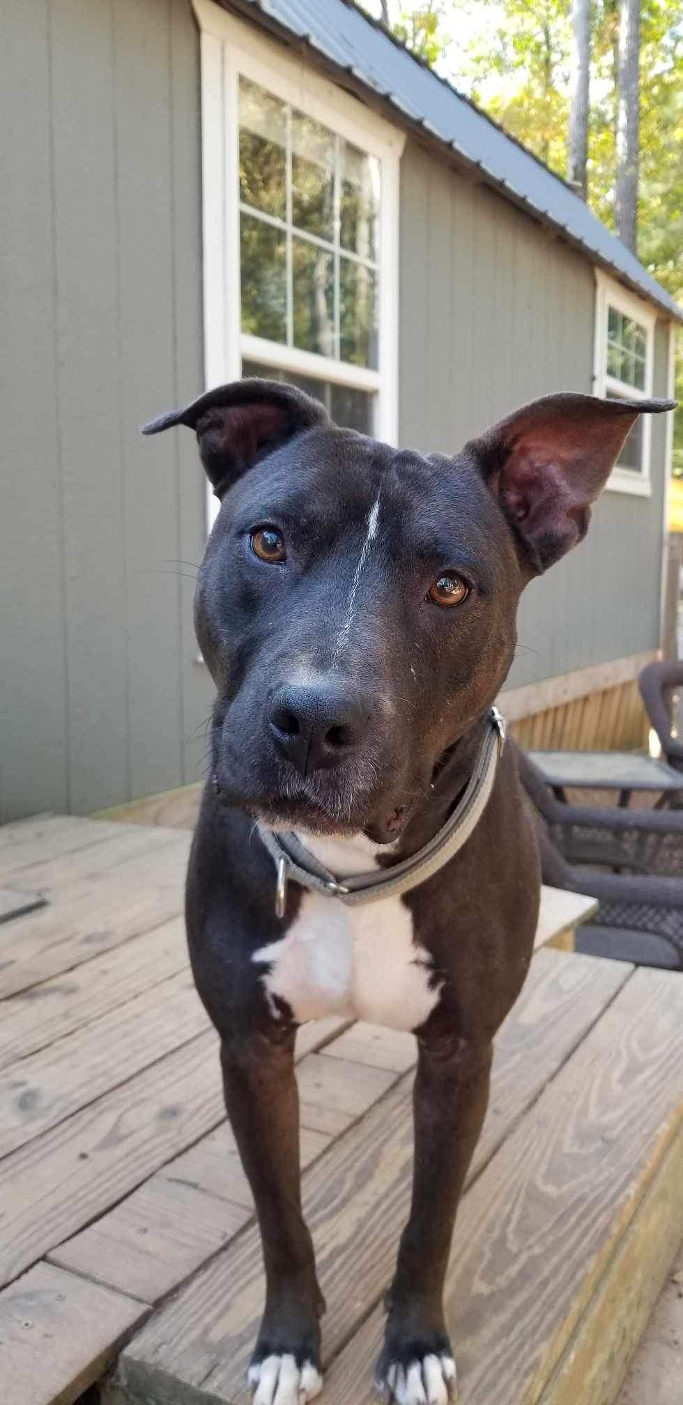 Hugo, a Adoptable Pit Bull Terrier in Roanoke, AL image 4/6