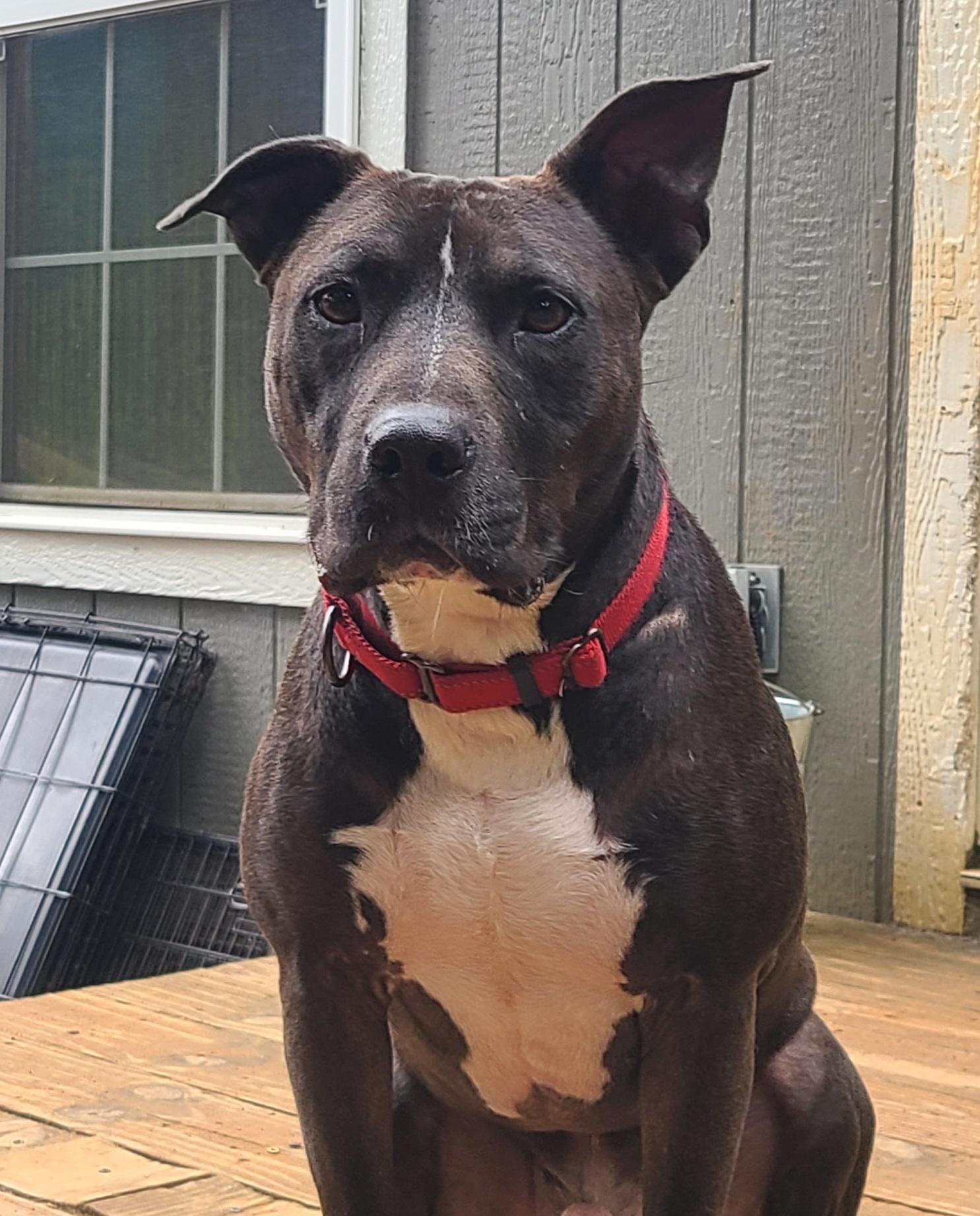 Enlarge Hugo, a Adoptable Pit Bull Terrier in Roanoke, AL image 2/6