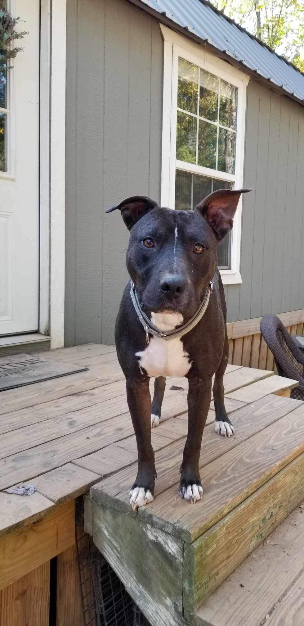 Hugo, a Adoptable Pit Bull Terrier in Roanoke, AL image 2/6