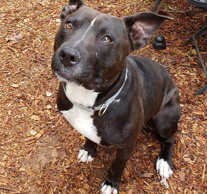 Hugo, Adoptable, Adult Male Pit Bull Terrier.