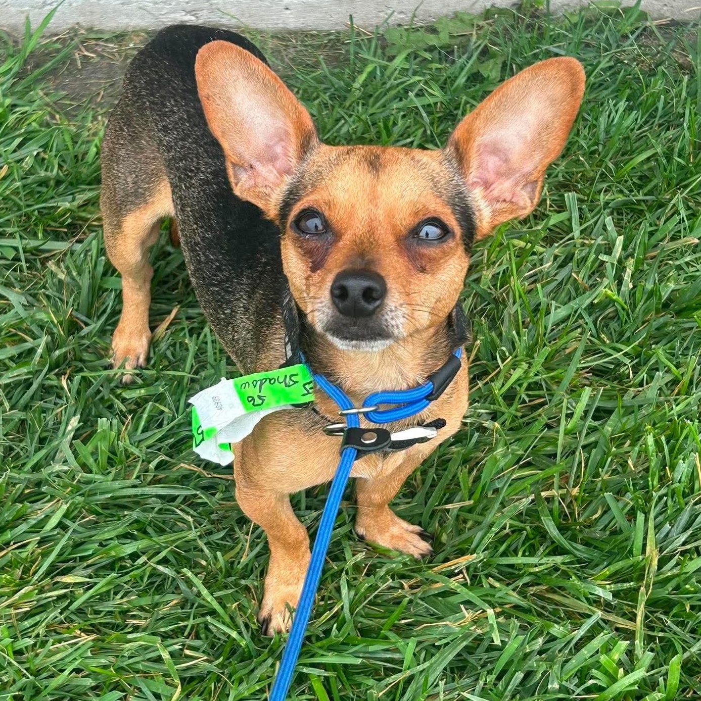 Shadow, a ADOPTABLE Chihuahua in Minooka, IL image 1/2