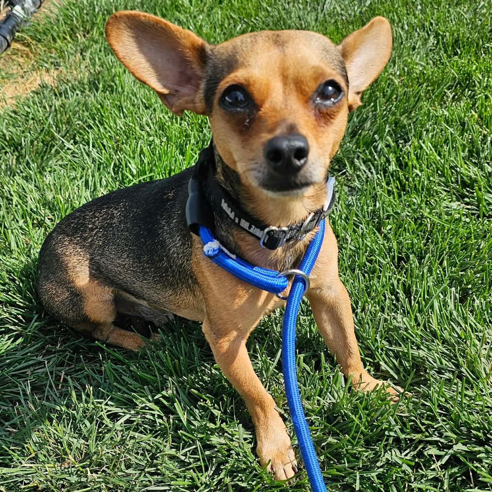 Shadow, a ADOPTABLE Chihuahua in Minooka, IL image 2/2