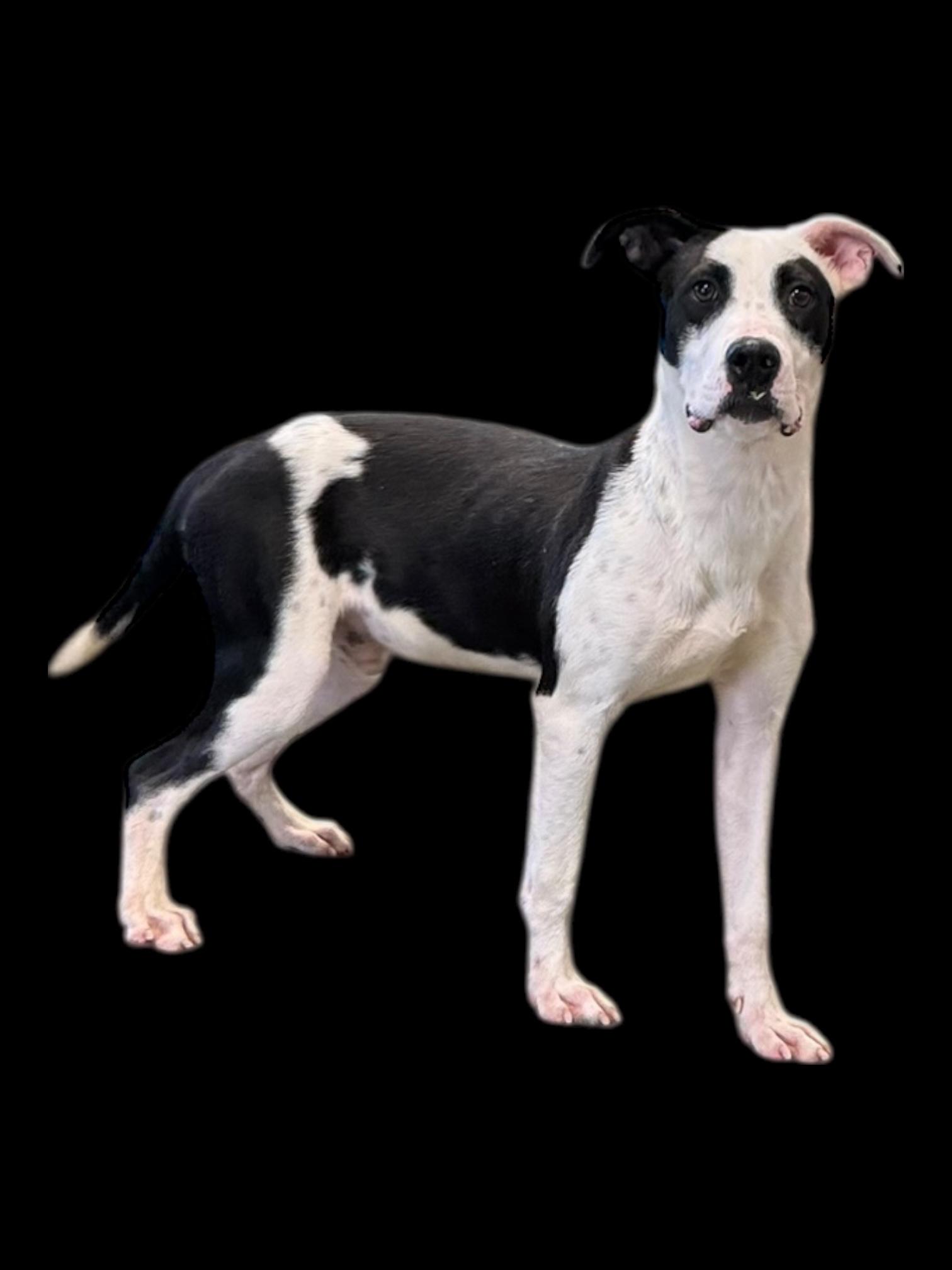 Enlarge Chickenfoot, a ADOPTABLE mixed breed in Troy, AL image 5/6