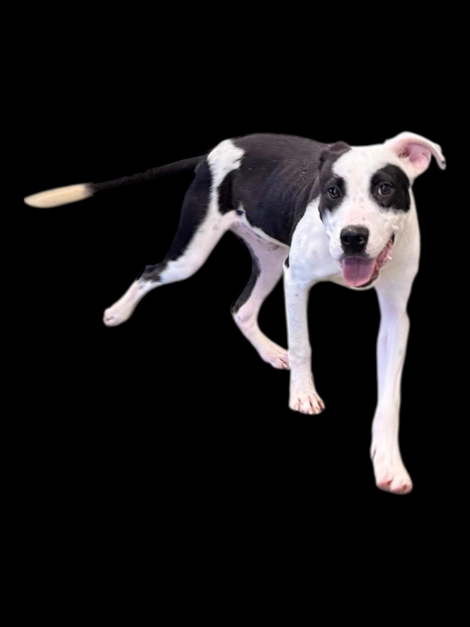 Enlarge Chickenfoot, a ADOPTABLE mixed breed in Troy, AL image 2/6