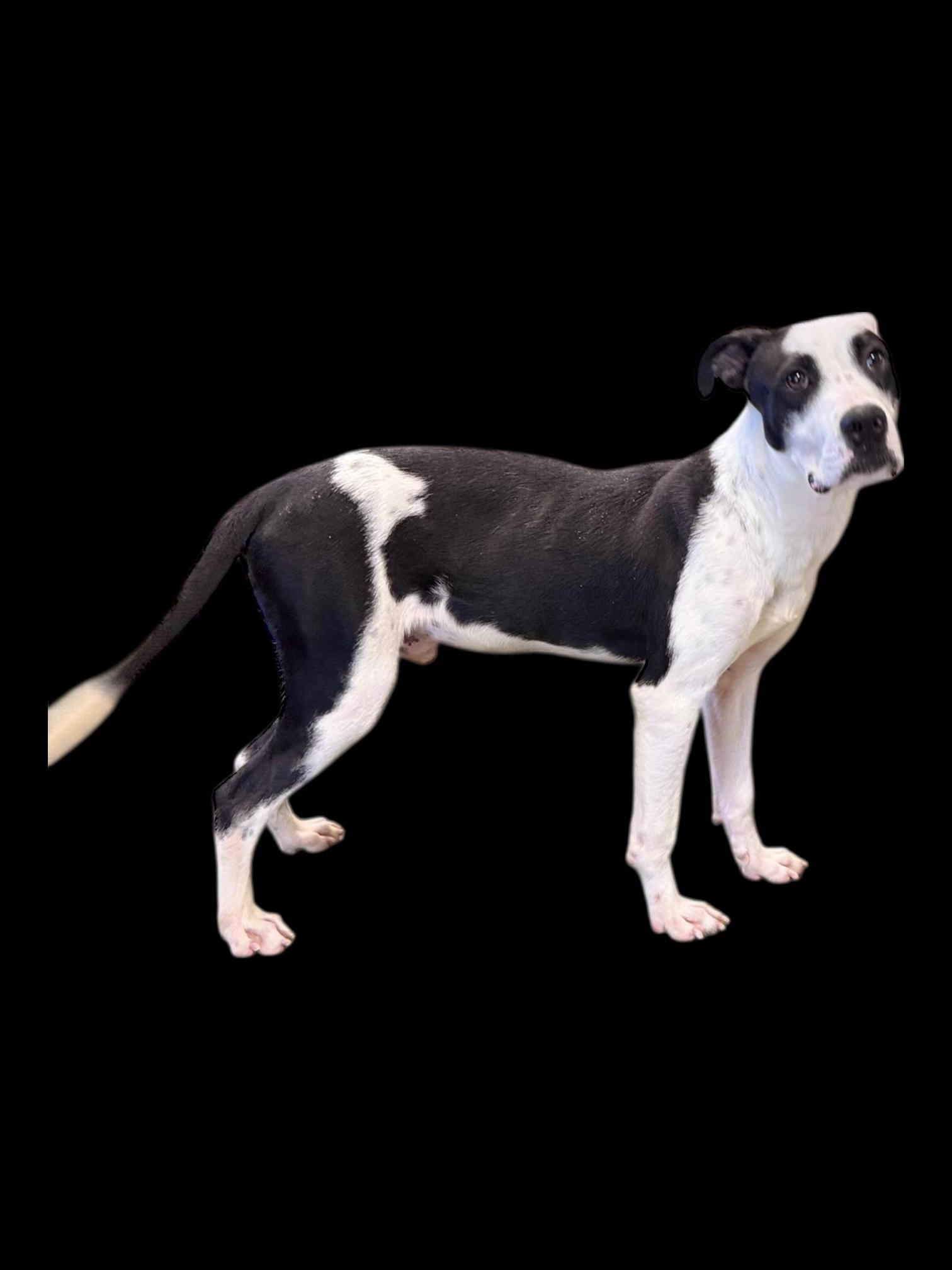 Chickenfoot, ADOPTABLE, Young Male Bulldog.