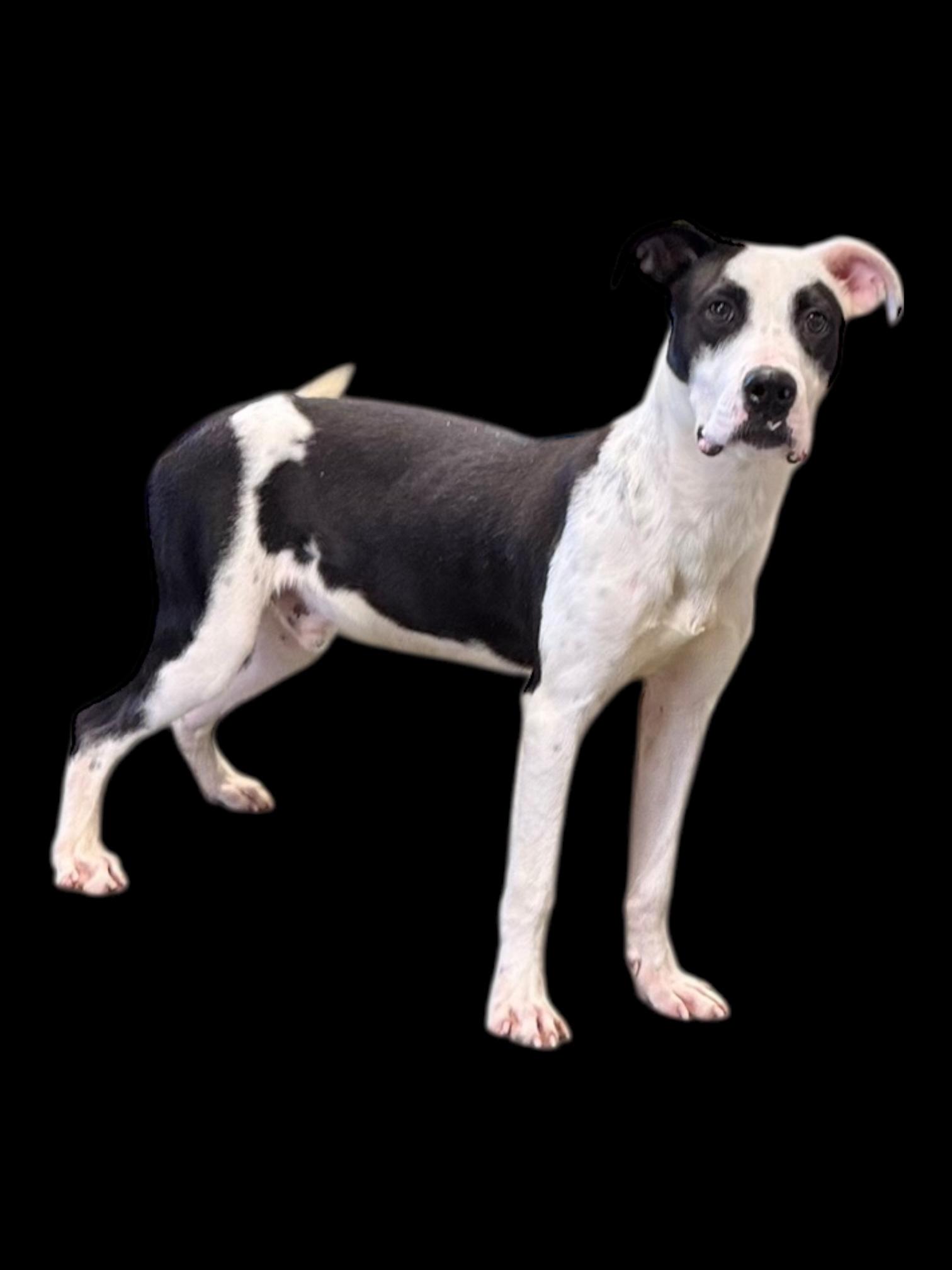 Enlarge Chickenfoot, a ADOPTABLE mixed breed in Troy, AL image 6/6