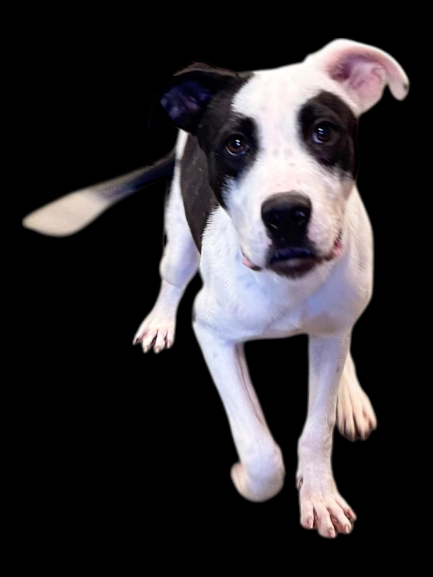 Enlarge Chickenfoot, a ADOPTABLE mixed breed in Troy, AL image 4/6