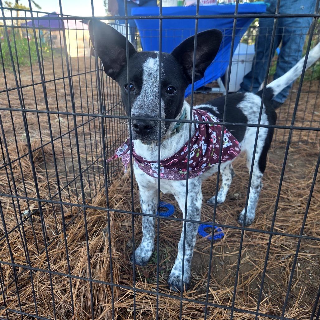 Bravo, ADOPTABLE, Puppy Male Australian Cattle Dog / Blue Heeler.