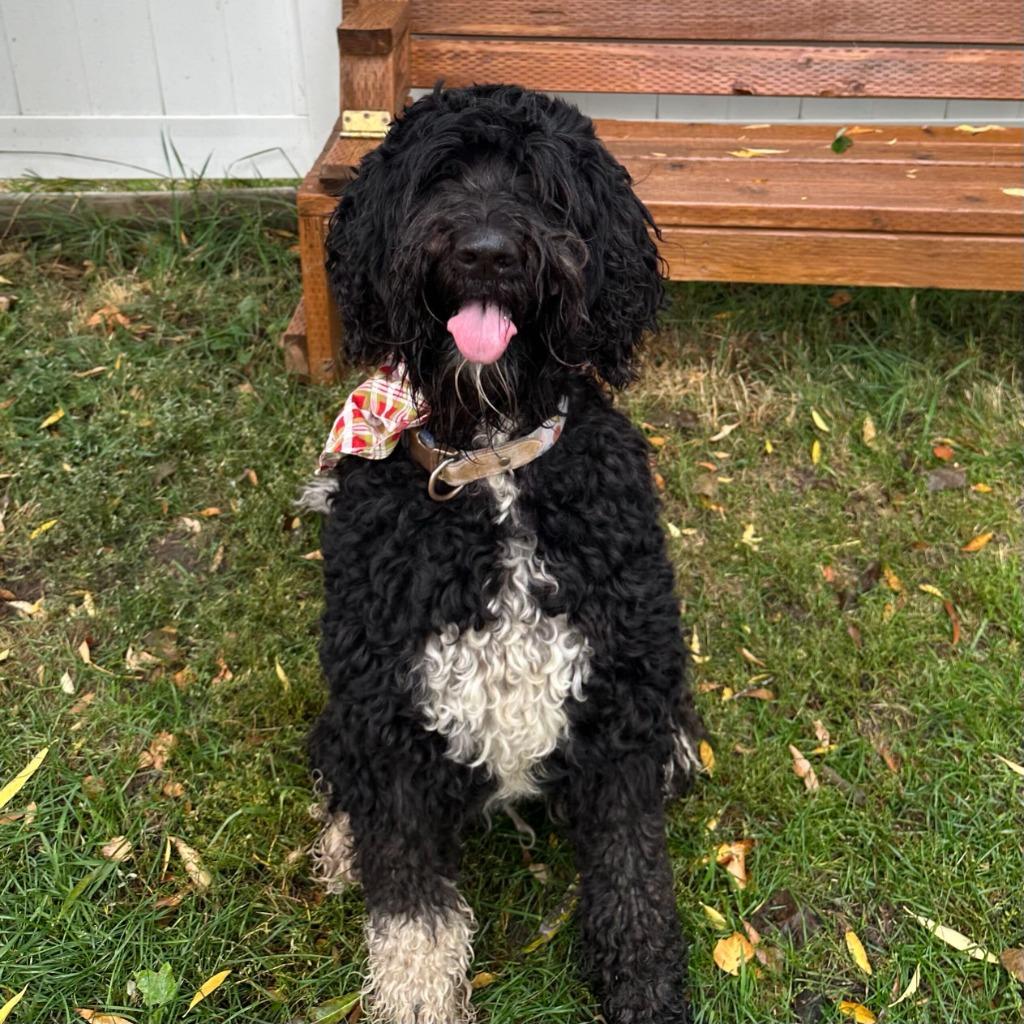 Junie, Adopted, Adult Female Australian Shepherd & Poodle.