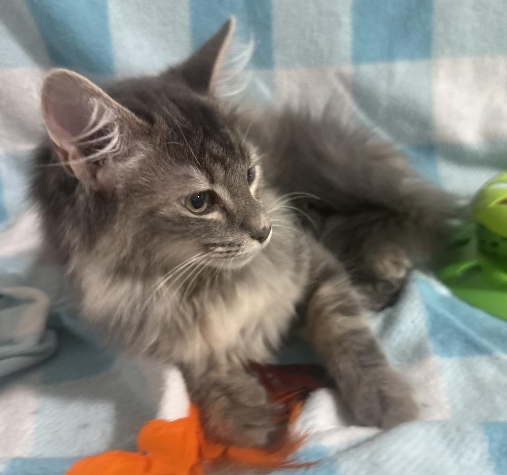 Jenga, Adoptable, Kitten Female Domestic Medium Hair.