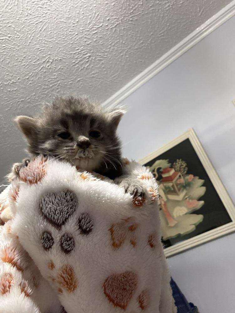 Enlarge Jenga, a Adoptable mixed breed in Jackson, GA image 2/6