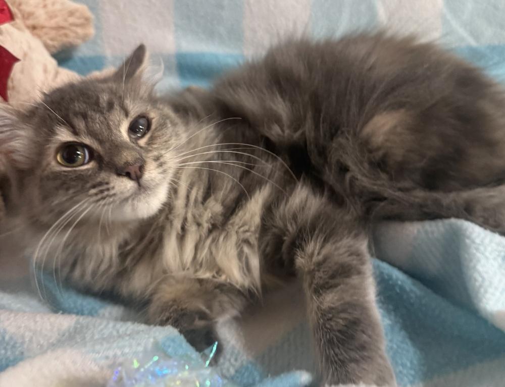 Enlarge Jenga, a Adoptable mixed breed in Jackson, GA image 3/6