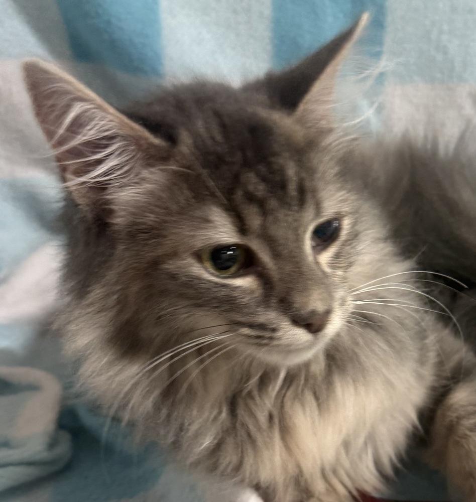 Enlarge Jenga, a Adoptable mixed breed in Jackson, GA image 4/6