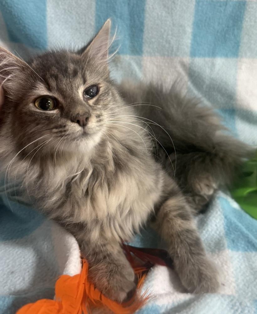 Enlarge Jenga, a Adoptable mixed breed in Jackson, GA image 5/6