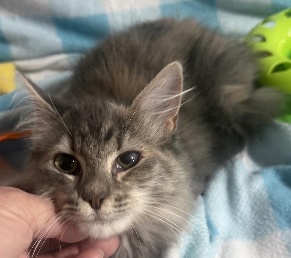 Enlarge Jenga, a Adoptable mixed breed in Jackson, GA image 6/6