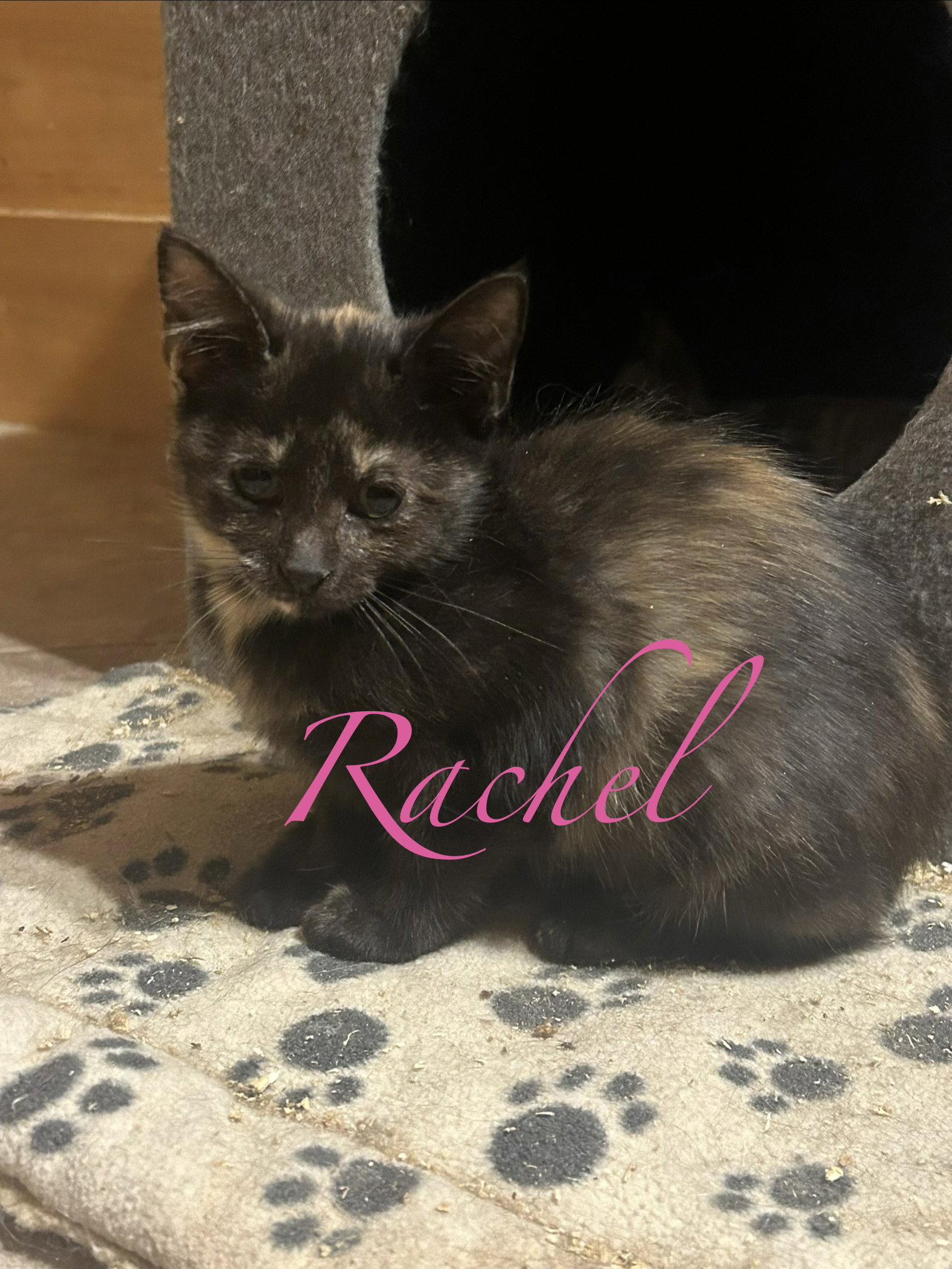 Rachel, Adoptable, Young Female Domestic Short Hair.