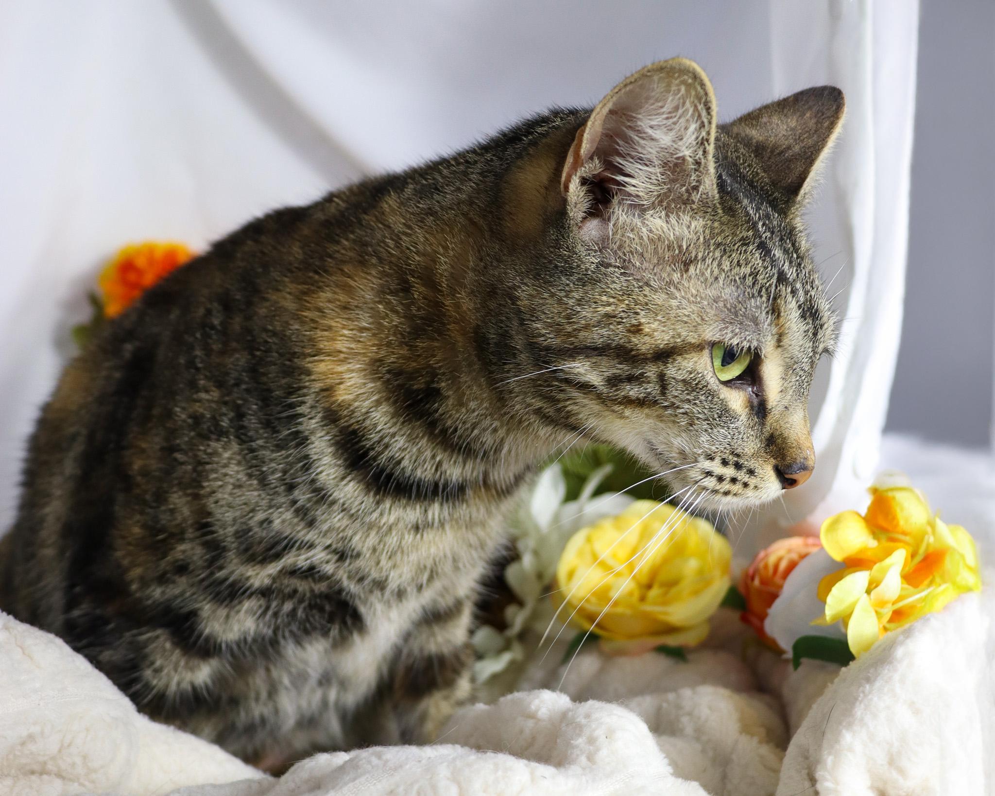 Enlarge Isabelle, a Adoptable Domestic Short Hair in Harrisburg, PA image 3/5