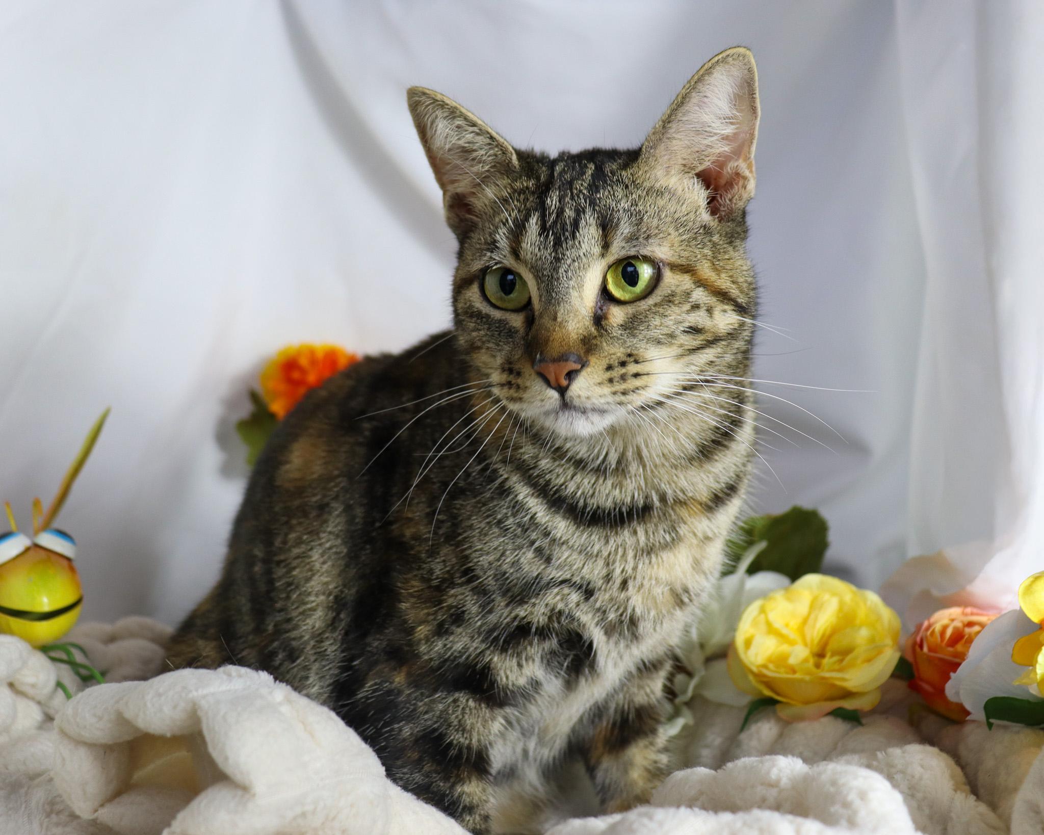Isabelle, Adoptable, Young Female Domestic Short Hair.