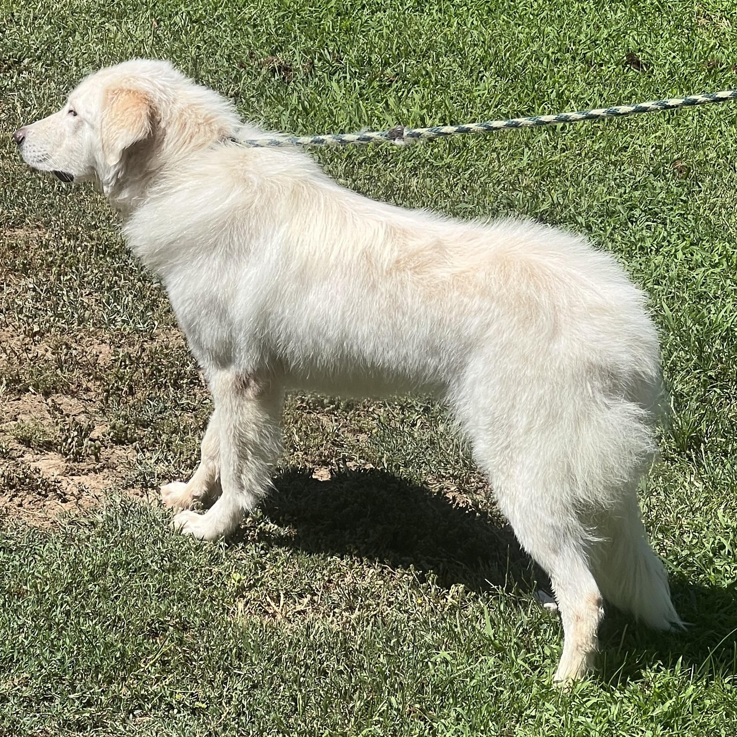 Calli, a ADOPTABLE mixed breed in Granite Bay, CA image 5/5