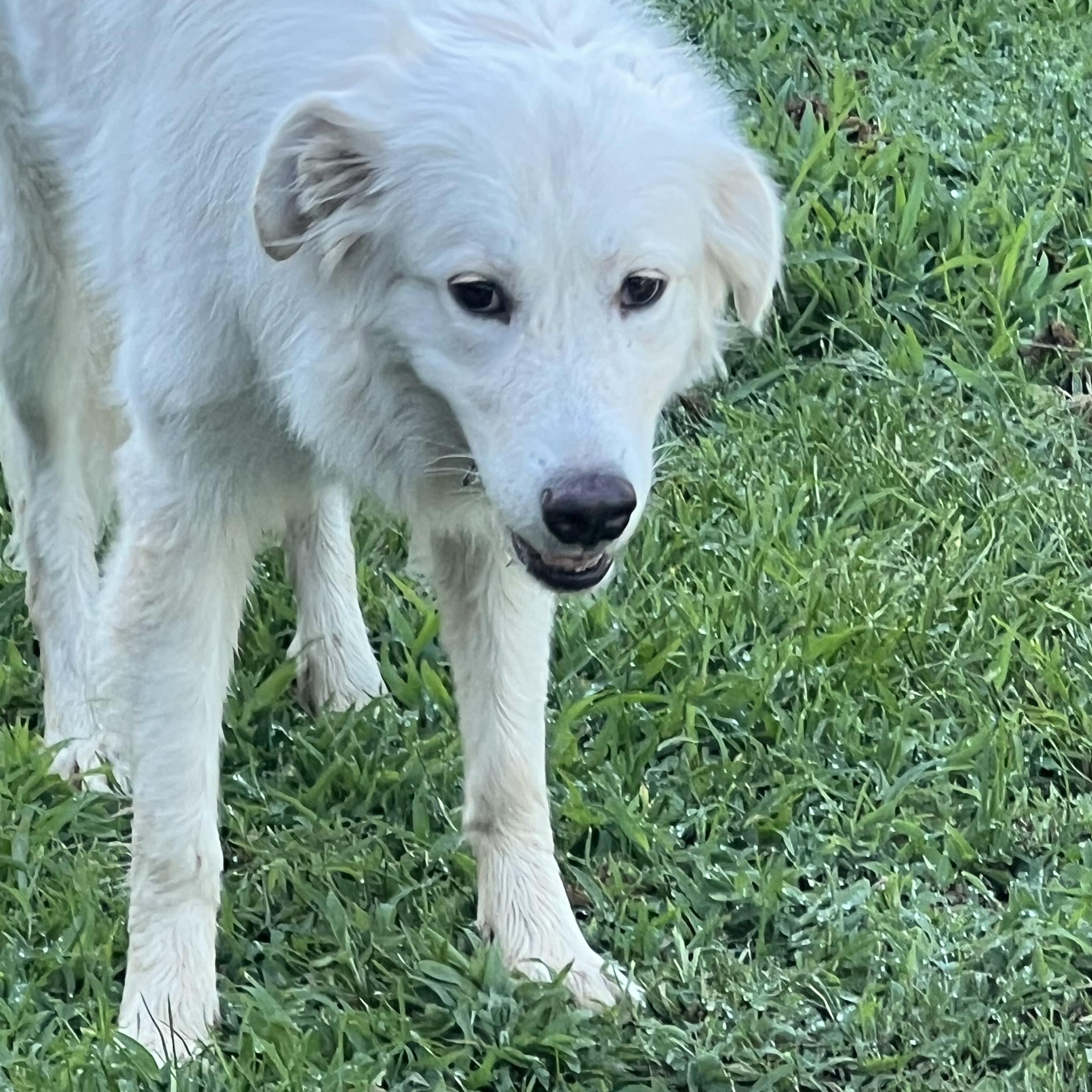 Calli, a ADOPTABLE mixed breed in Granite Bay, CA image 2/5