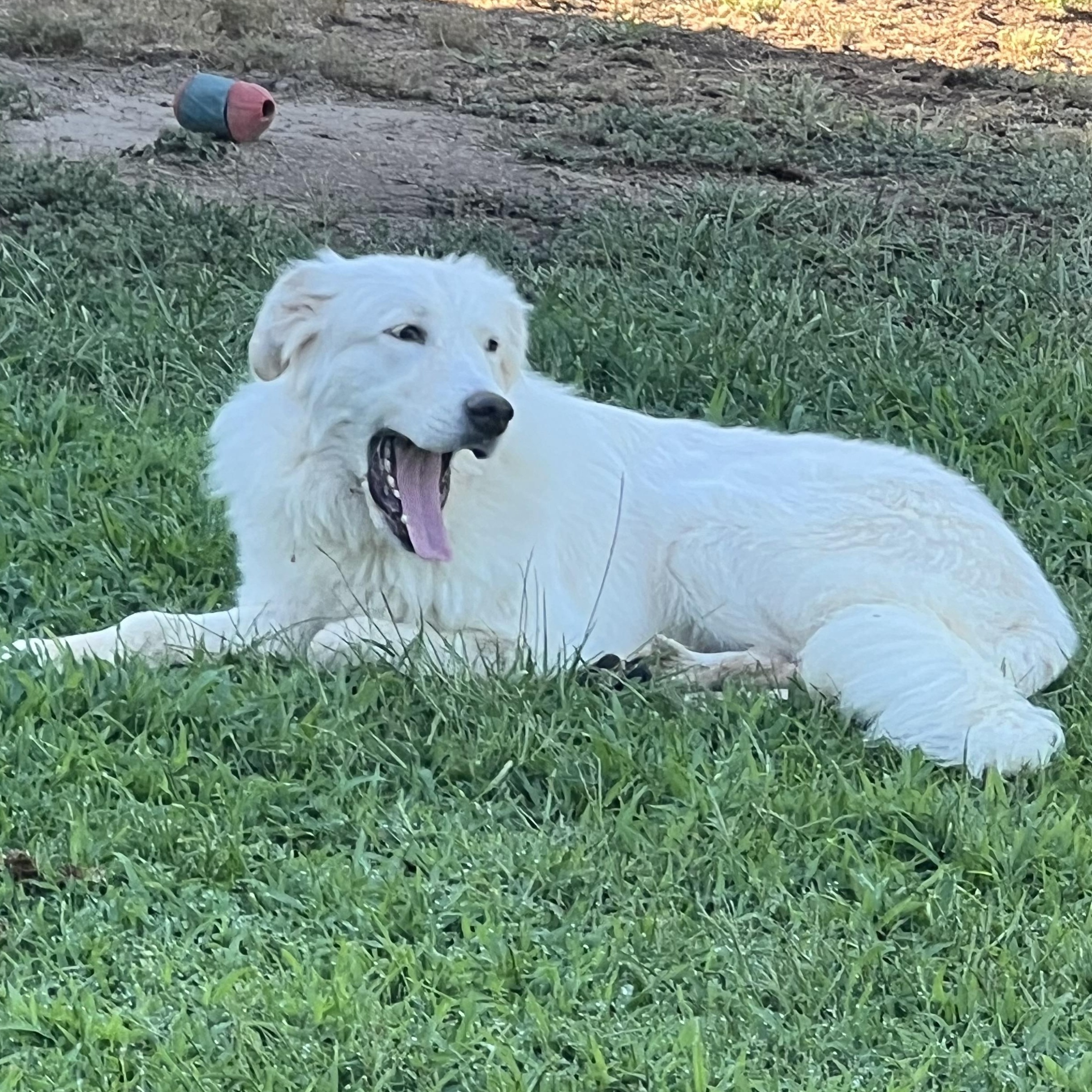 Calli, a ADOPTABLE mixed breed in Granite Bay, CA image 4/5