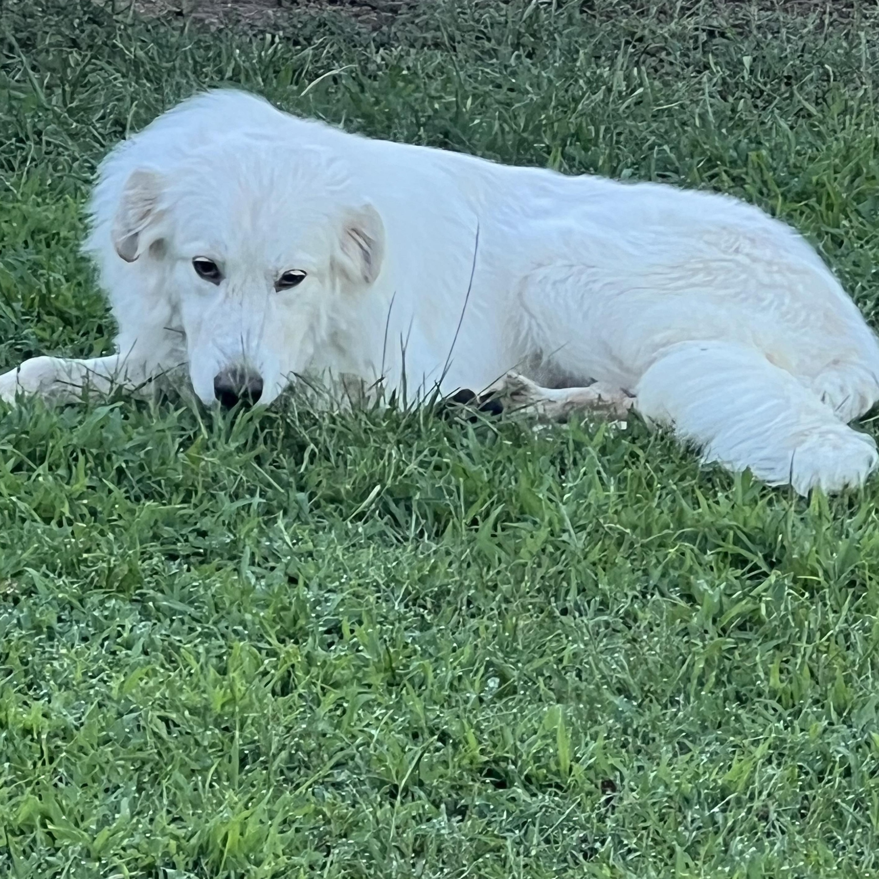 Calli, ADOPTABLE, Young Female Great Pyrenees & Golden Retriever.