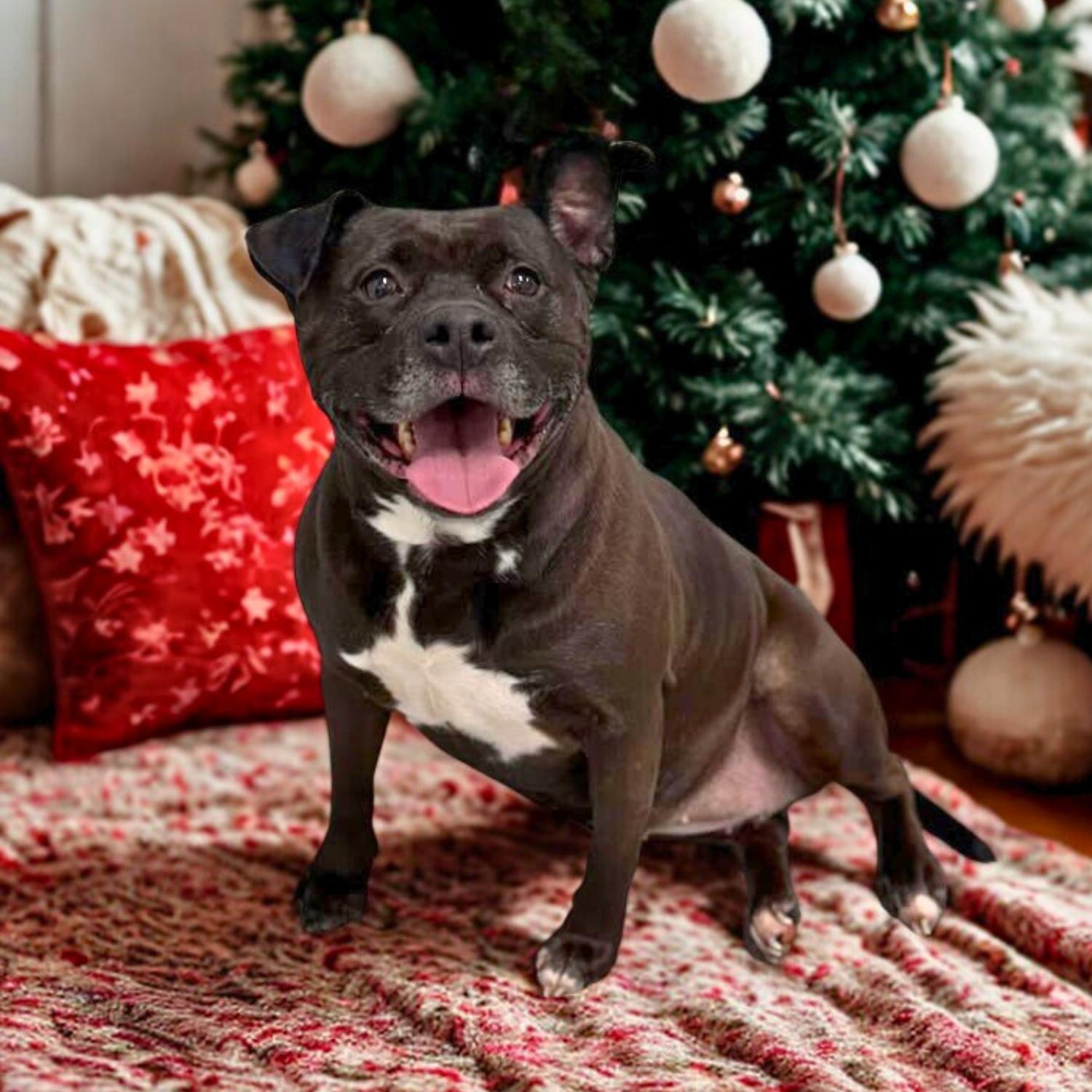 Miss Piggy, ADOPTABLE, Senior Female Pit Bull Terrier.