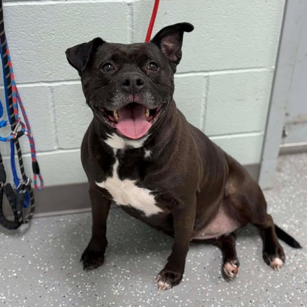 Enlarge Miss Piggy, a ADOPTABLE mixed breed in Bardstown, KY image 2/6