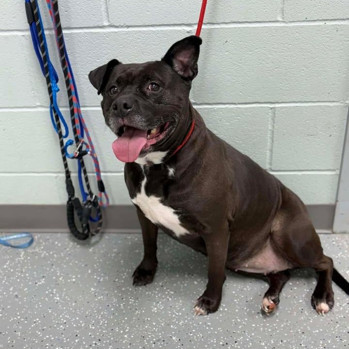 Enlarge Miss Piggy, a ADOPTABLE mixed breed in Bardstown, KY image 4/6