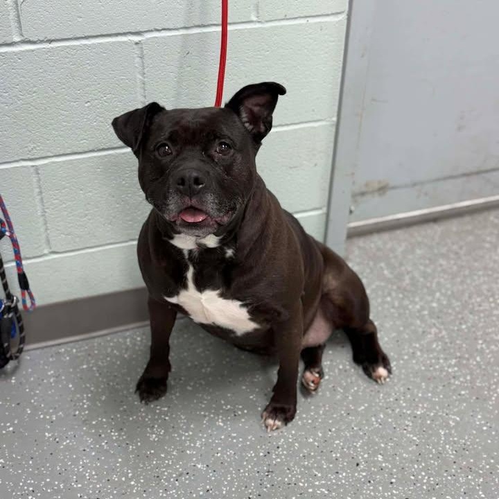 Enlarge Miss Piggy, a ADOPTABLE mixed breed in Bardstown, KY image 5/6